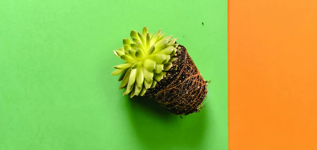A small succulent in a mesh pot with exposed roots sits on a bright split-green and orange background.