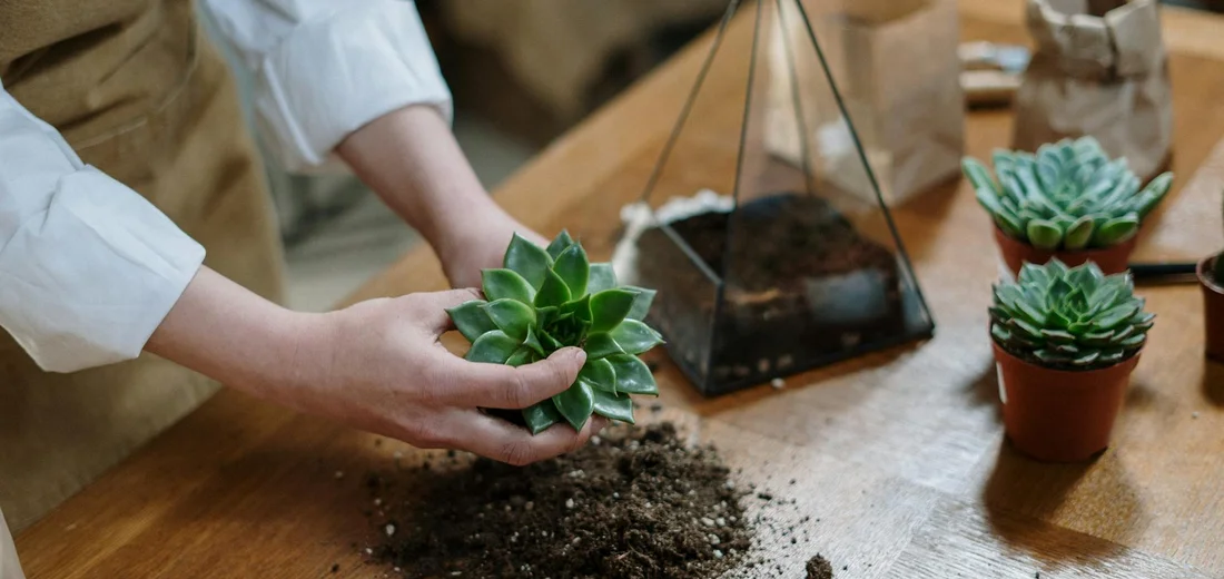 Person's hands hold a succulent over loose soil on a wooden table, with a terrarium and additional potted succulents in the background