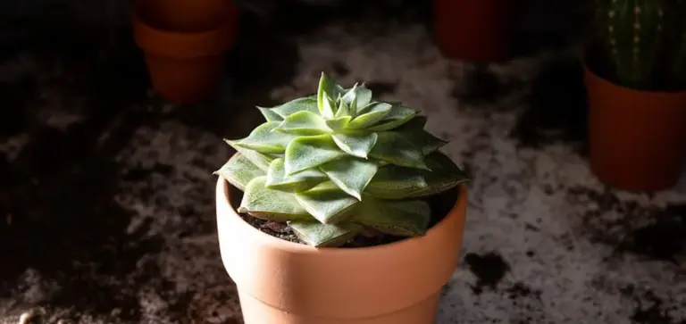 Close-up of a green rosette succulent in a terracotta pot on a dark speckled surface, with blurred small pots in the background.