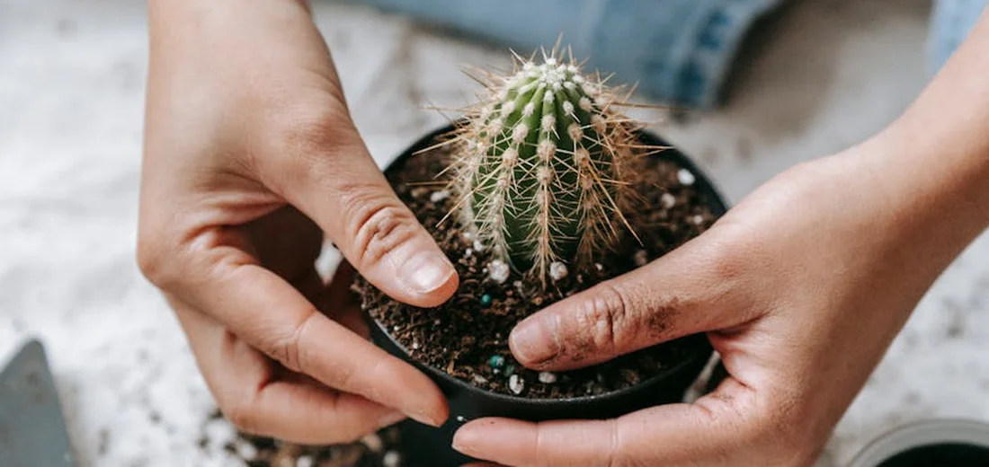 Hands gently repotting a small cactus, showing soil and perlite, illustrating careful soil change for succulents.