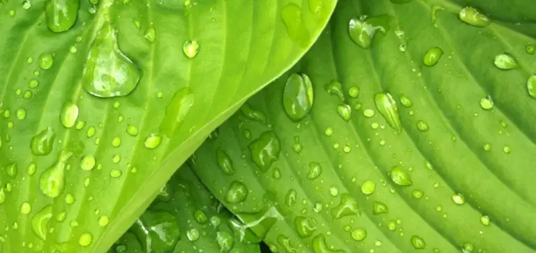 Close-up of bright green succulent leaves with water droplets