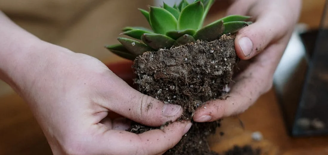 Close-up of hands holding a succulent with loose soil, illustrating soil texture and drainage testing.