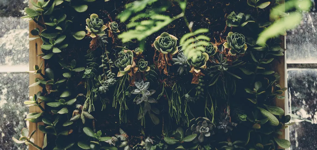 Vertical wall-mounted arrangement of assorted succulents including rosettes and trailing varieties in a wooden frame.