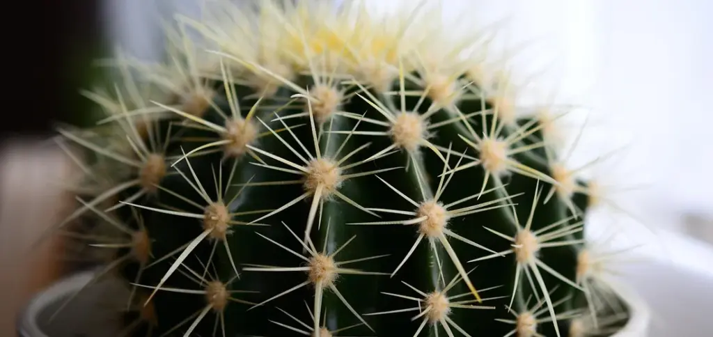 What’s the Best Way to Treat and Prevent Succulent Sunburn?