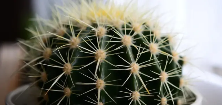 Close-up view of a round green cactus with white spines
