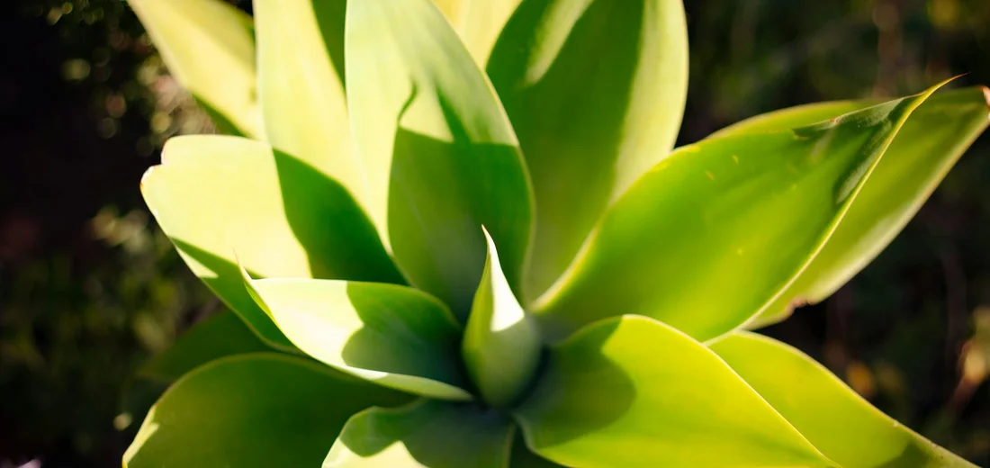 Close-up of a green succulent with thick, fleshy leaves lit by sunlight.