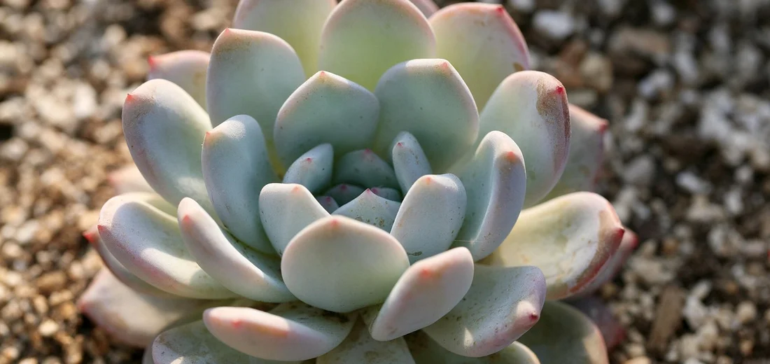 Close-up of a rosette succulent with pale blue-green leaves edged in pink, growing in sunlit sandy soil.