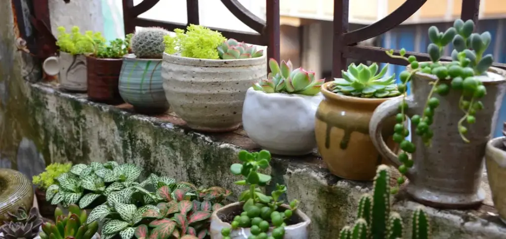 Succulent Terrarium Care: Your Guide to Thriving Mini Ecosystems