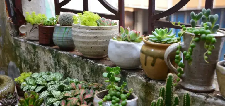 Rows of small potted succulents on a weathered balcony ledge, showing a diverse mini garden arrangement.