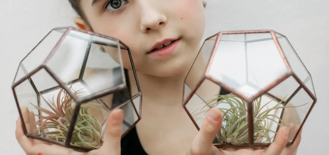 Person holding two geometric glass terrariums containing small succulents