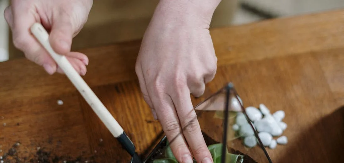 Close-up of hands tending a glass terrarium containing succulents, using a tool near the soil.