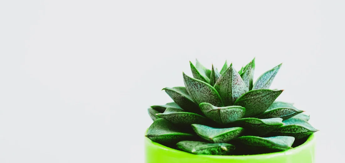 Green succulent in a lime-green pot against a white background