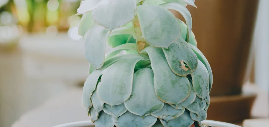 Close-up of a blue-green rosette-shaped succulent in a pot.