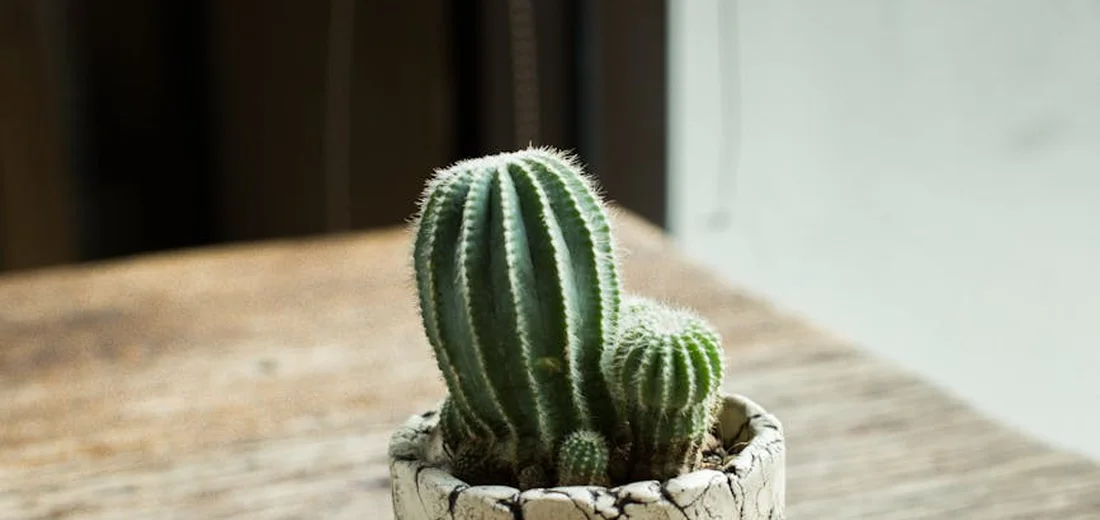 A tall ribbed succulent with a smaller offset succulent in a small, textured ceramic pot on a wooden surface.