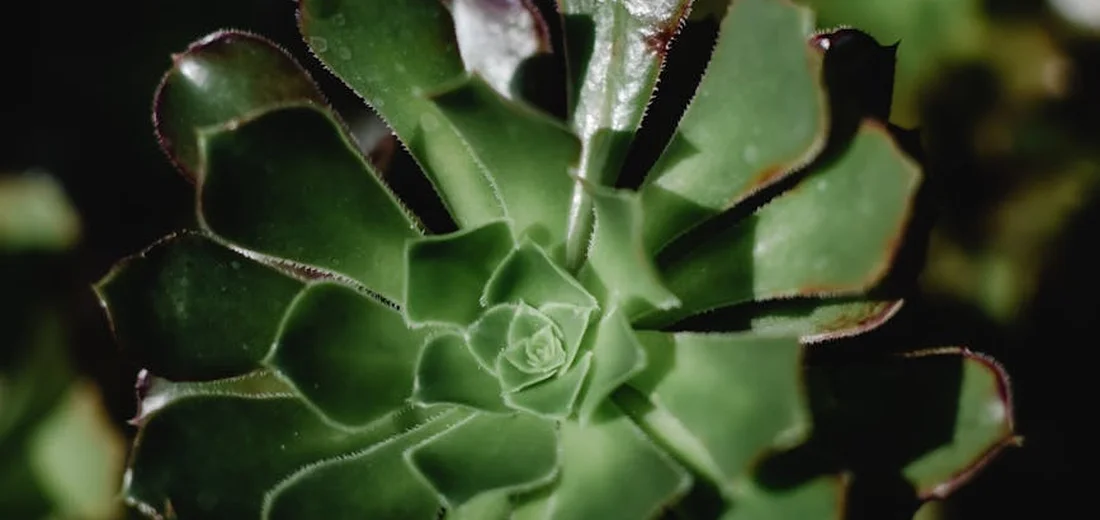 Close-up of a green rosette succulent with thick, glossy leaves