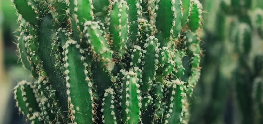 Close-up of tall green succulents with white spines forming dense vertical stems.
