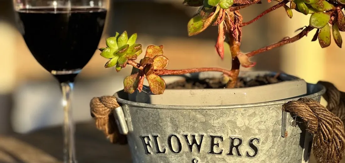 Succulent plant in a galvanized metal pot labeled 'FLOWERS' with a blurred wine glass in the background, illustrating how light from a window affects succulents.