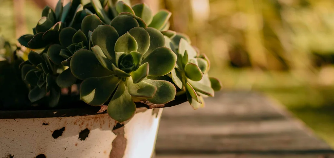 Close-up of a green succulent in a weathered pot with a soft-focused outdoor background.
