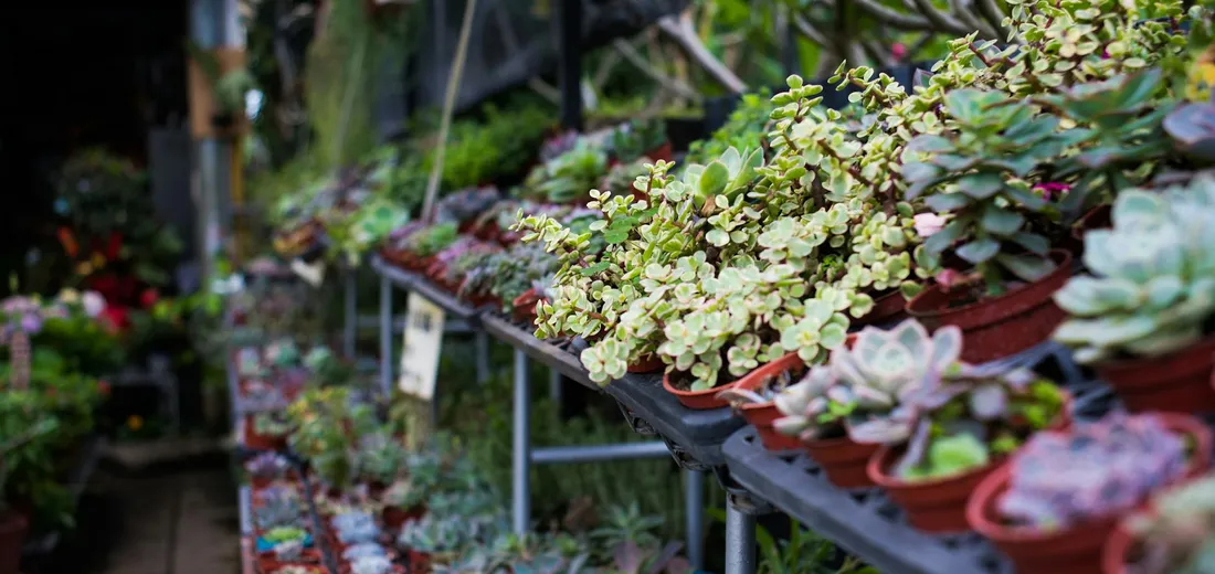 Rows of small succulent plants in red pots on metal shelving in a plant nursery.