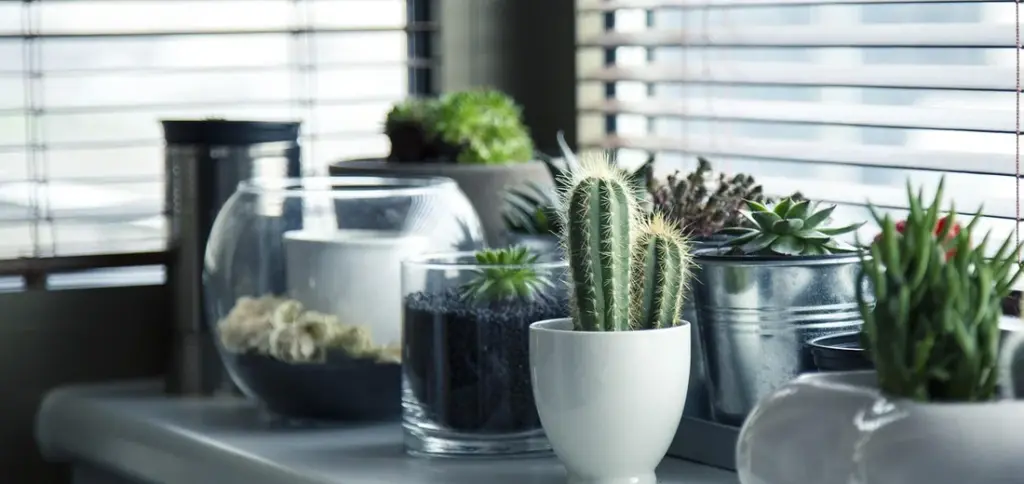 How Much Do Succulent Plants and Arrangements Cost?