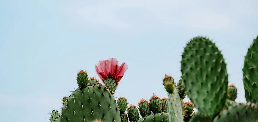 Close-up of a prickly pear cactus with a pink flower against a pale blue sky.