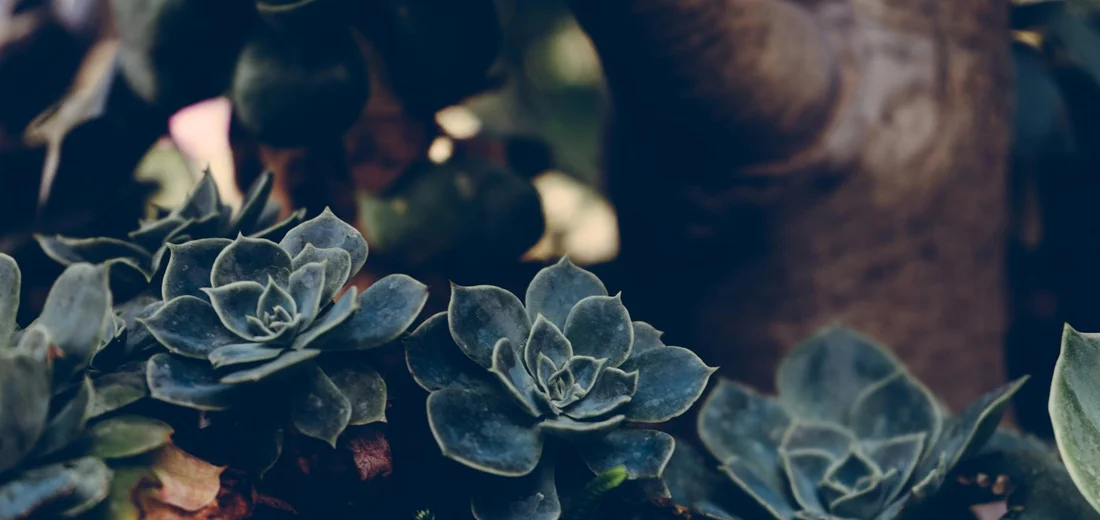 Close-up of blue-green succulent rosettes (Echeveria) with thick, fleshy leaves