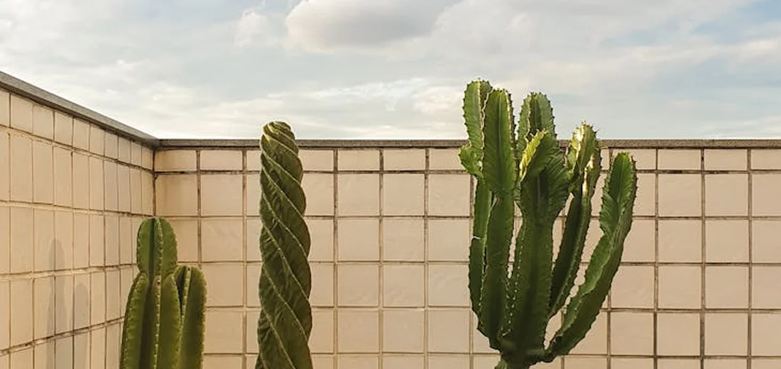 Tall green cacti on a tiled balcony wall with a partly cloudy sky