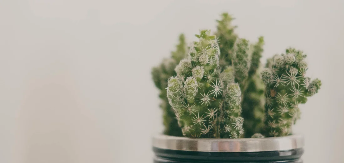 Close-up of small, spiky succulent plants in a metal pot against a soft, light background.