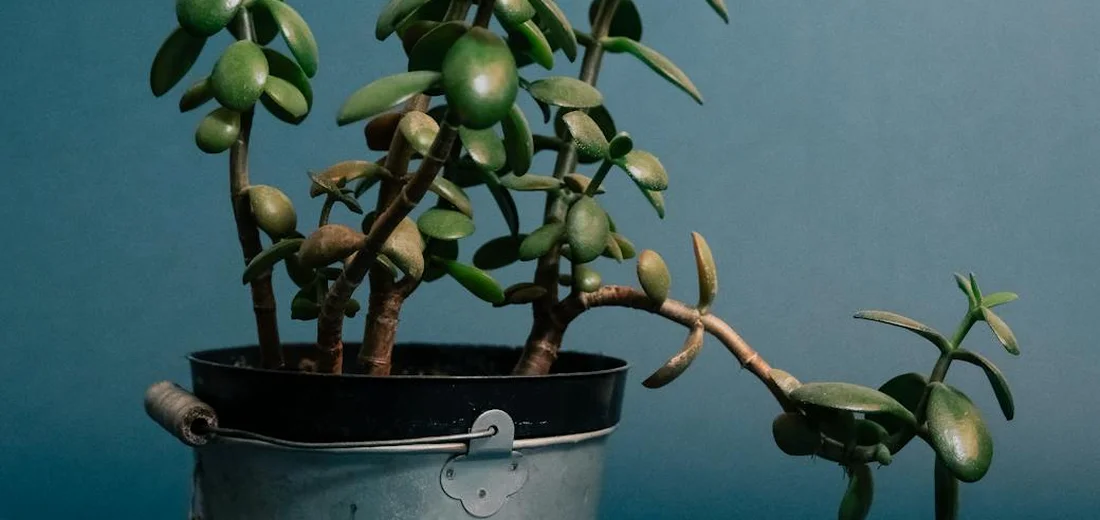 Jade plant (succulent) with thick oval leaves growing in a metal bucket against a blue background.