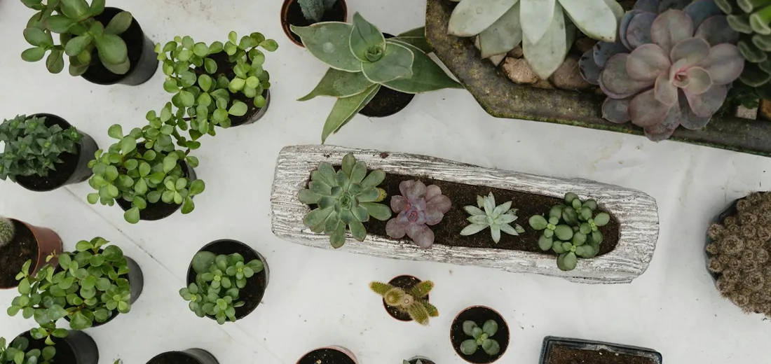 Top-down view of a variety of small succulents in pots arranged on a white surface, with a weathered rectangular planter in the center.