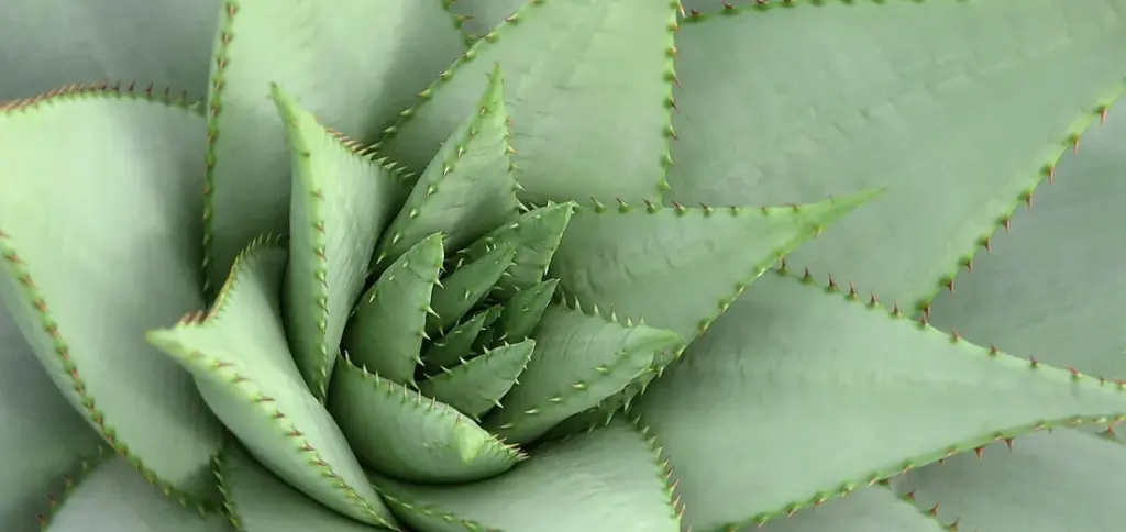 Are Succulents Deer Resistant and Cold Hardy? Complete Guide