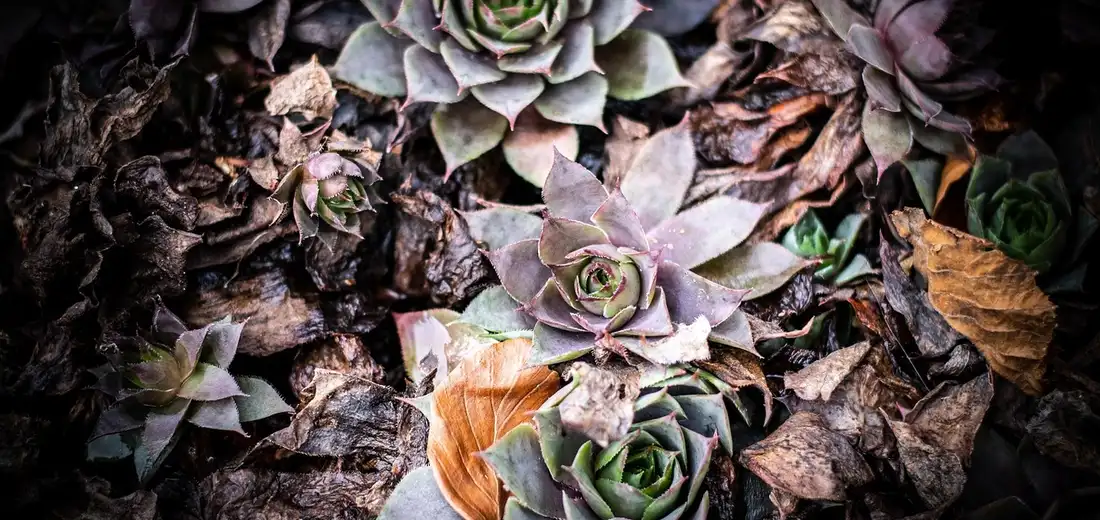 Close-up of rosette succulents with brown, dried leaves among healthy green rosettes
