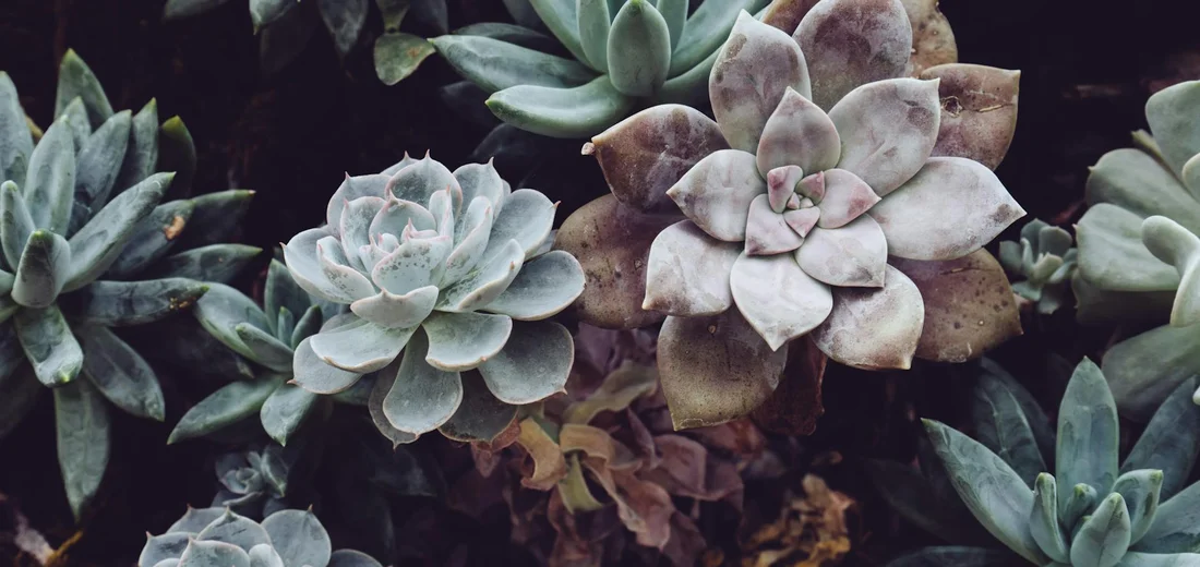Close-up of rosette-shaped succulents with blue-green and pink-tinged leaves