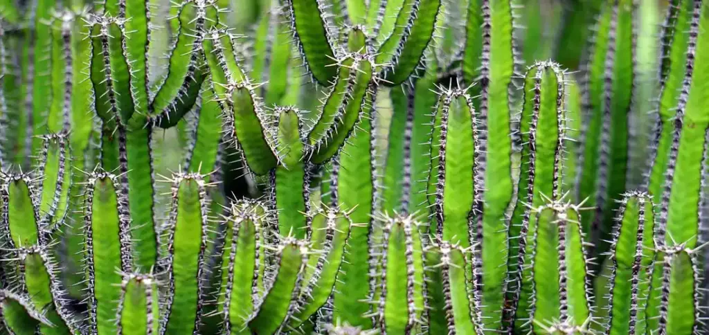 Why Do Succulents Get a Dusty Appearance? (Farina Explained)