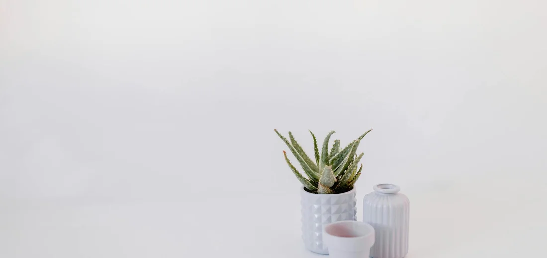 Small succulent plant in a white ceramic pot on a pale surface with a soft, minimal background.