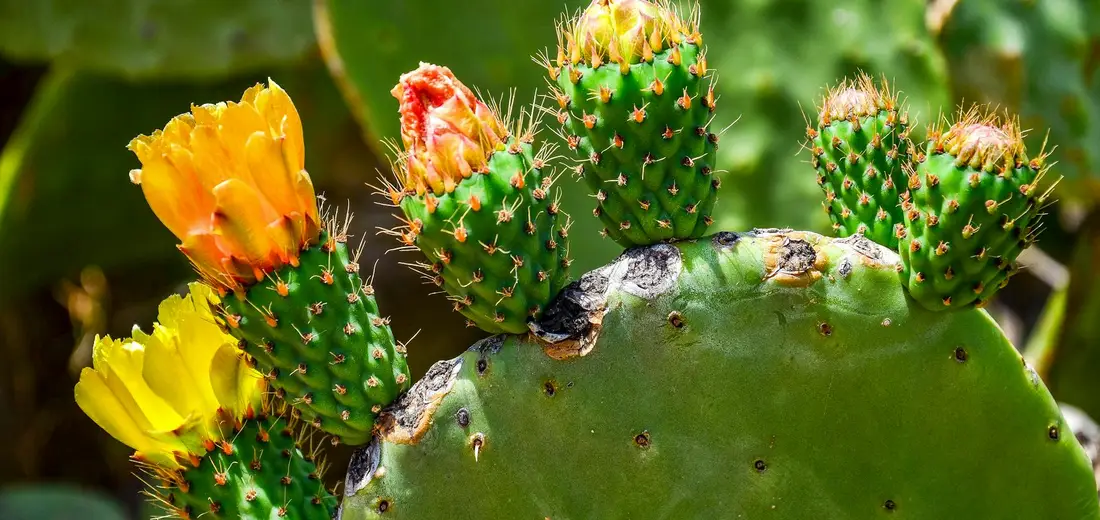 Close-up of a prickly pear cactus pad with bright yellow-orange flowers blooming and fresh green offsets growing along the pad.