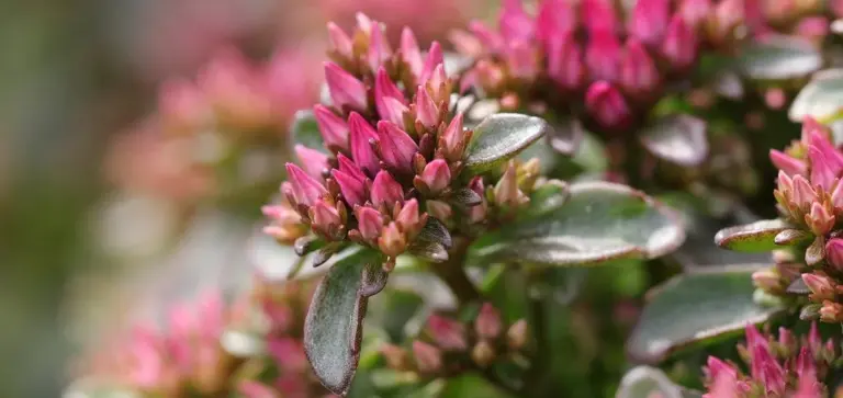 Close-up of a succulent with pink flower buds and glossy green leaves