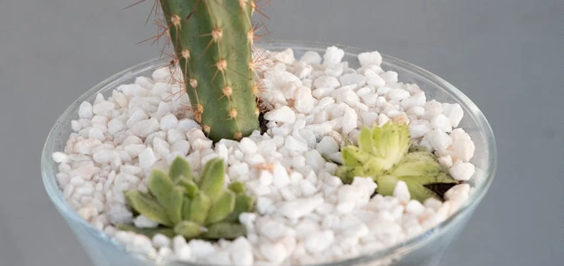 Close-up of succulents planted in a glass container filled with white gravel, featuring a central cactus stem surrounded by small rosettes.