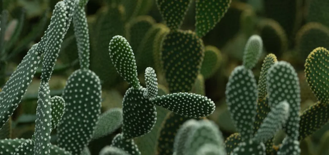 Close-up of Opuntia cactus pads (succulent) with white areoles, illustrating propagation via pad cuttings.