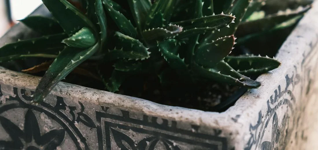 Close-up of a lush succulent in a decorative concrete pot, ready for grow light setup.