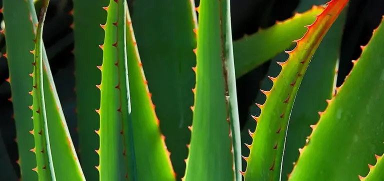 Close-up of green succulent leaves with spiny edges.