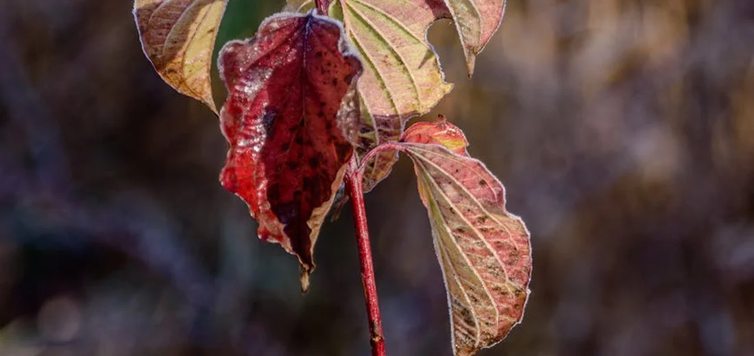 Close-up of a stem with a yellowing leaf and red-tinged edges, illustrating nutrient-related yellowing in houseplants.