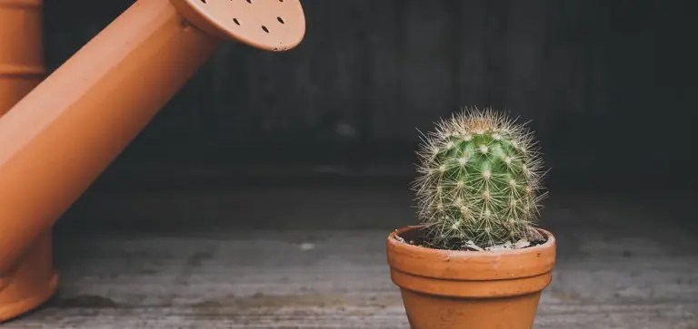 Small round cactus in a terracotta pot on a wooden surface, with an orange watering can in the background.