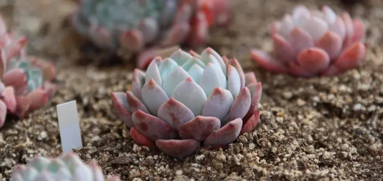 Cluster of rosette-shaped succulents planted together in a single pot on sandy soil