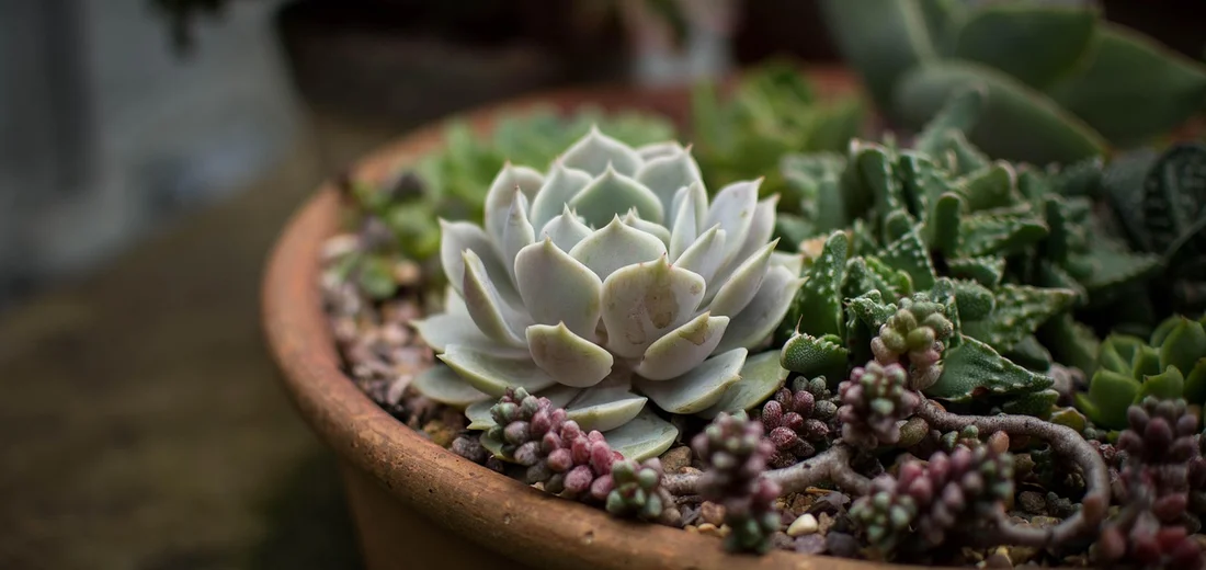 Terracotta pot with a variety of succulents, including a pale green rosette and trailing bead-like plants, showcasing diverse textures.