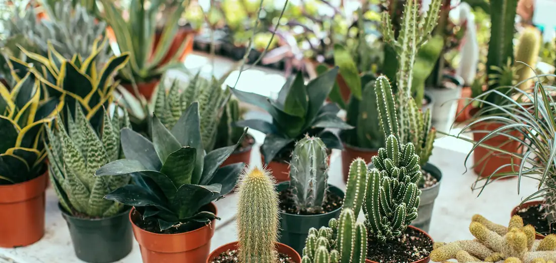 A variety of small succulents and cacti in terracotta pots arranged on a light surface, illustrating the process of moving plants between indoor and outdoor spaces.