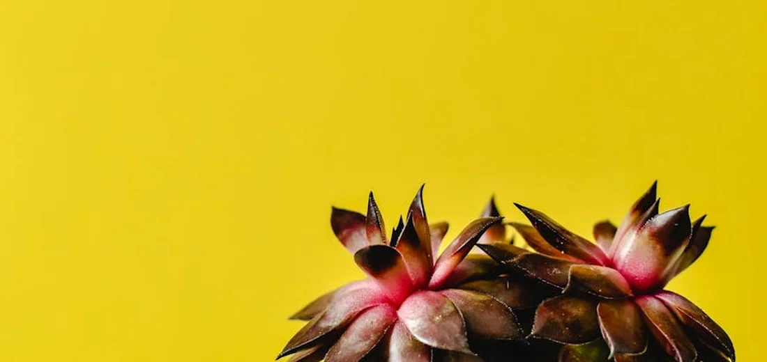 Two succulent rosettes with reddish tips against a solid bright yellow background