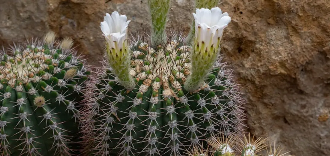 Close-up of a barrel cactus with white flowers and long spines against a rocky backdrop.