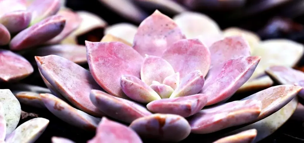 Natural and Organic Succulent Disease Treatments