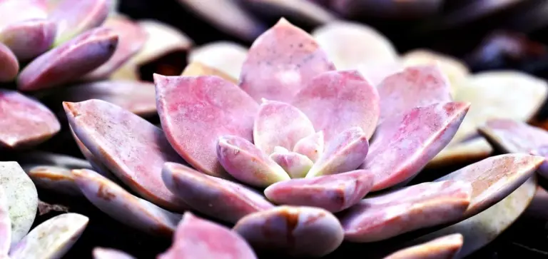 Close-up of pink and purple rosette-shaped succulents arranged among smooth stones.